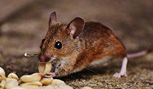 24 Hour & Emergency Exterminators in Leakesville, MS